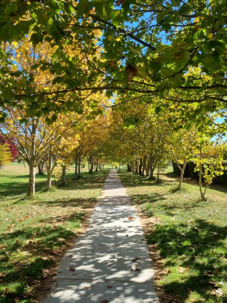 Autumn leaves at Farrer Path